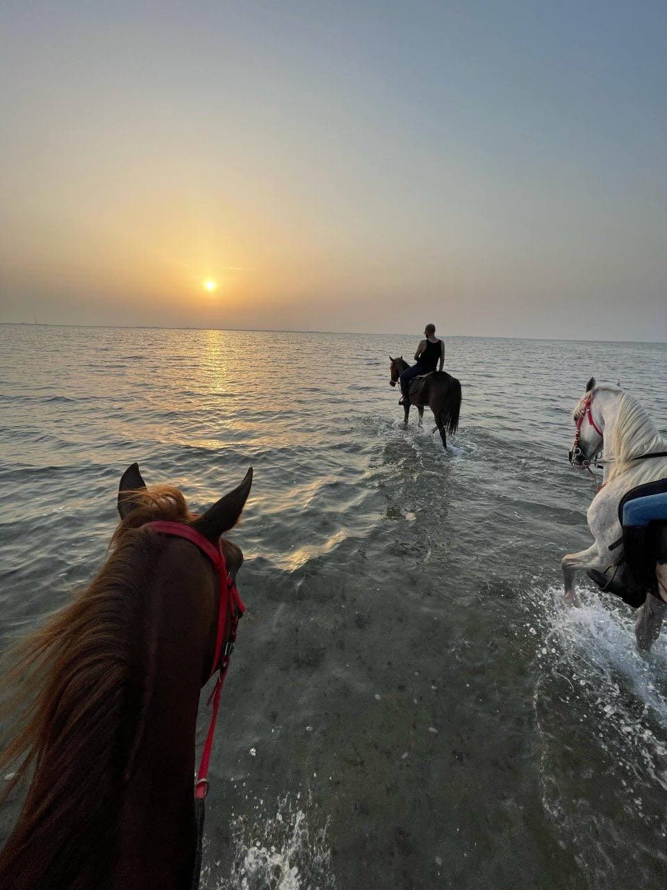 تجربة ركوب الخيل على البحر في جدة 