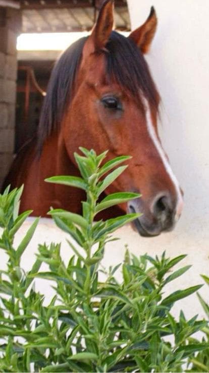 Experience horseback riding at Fal Al Ezz Equestrian Center