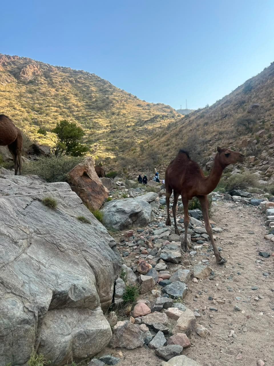 चलो, अल-शिफा चलते हैं।