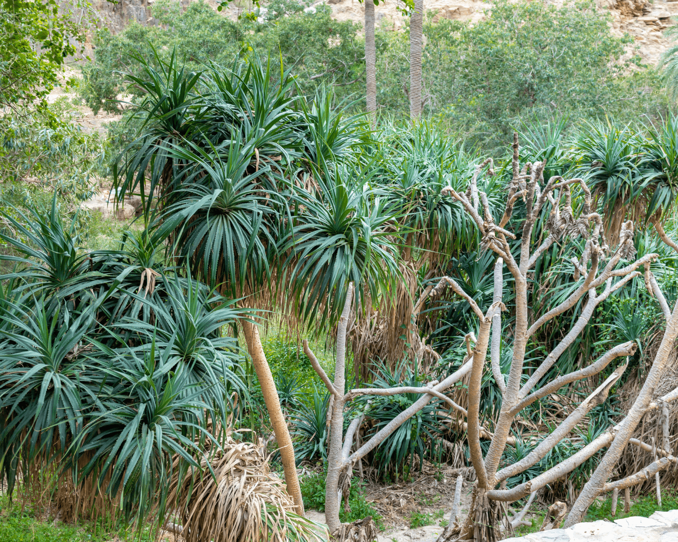 A trip to the heritage village of Dhi Ain